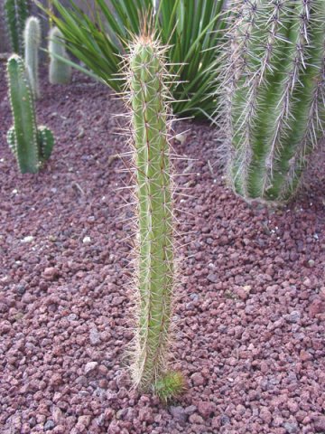 Corryocactus_melanotrichus